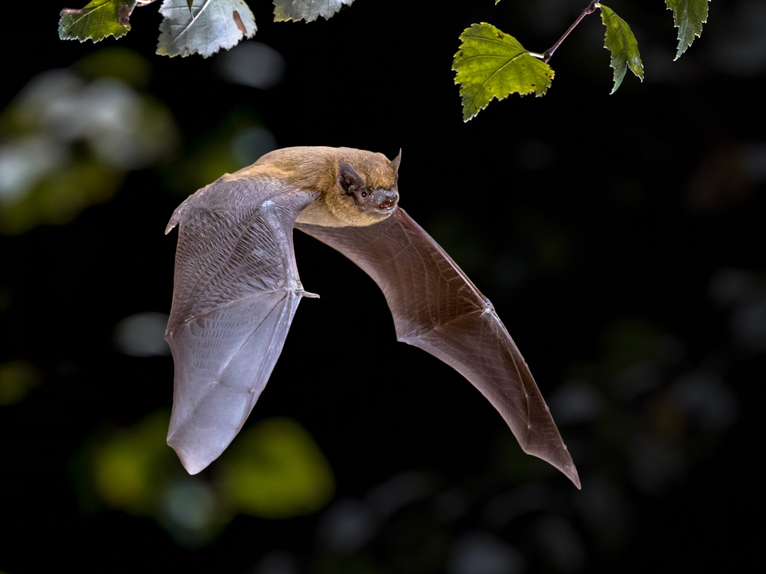 Installation d’un mât de mesure pour analyser le comportement des chauves-souris